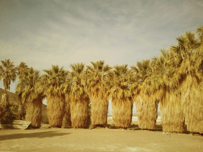 Sentinel Palms